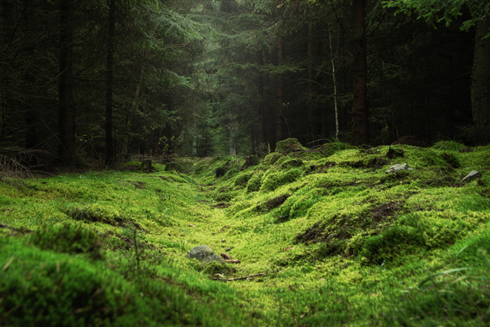 resilienza delle foreste europee